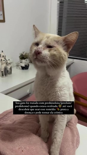 Cuidados para Gatos Resfriados: Sintomas e Tratamentos
