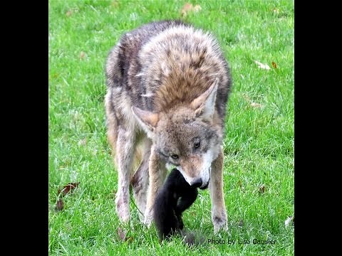 UBC Coyote Catching And Eating Squirrel