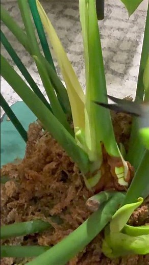 Why I Cut Off My Anthurium’s Flowers 😳 And You Should Too!