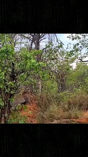 PEARL PULSE SAFARIS | Desperate sprint. Fierce fight. Unstoppable power. The warthog fought for its life—but the leopard's ambush was flawless. 🐆💥🐗 This is the... | Instagram