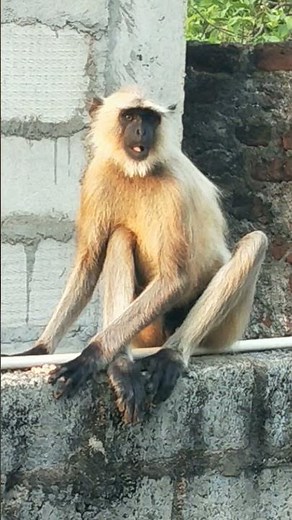 kondamuchu