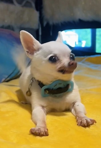 When You Have a Chihuahua: Funny Porch Moment