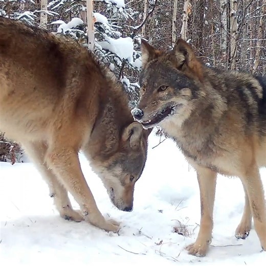 Voyageurs Wolf Project on Instagram: "Two reasons this video from last winter is pretty neat. The first is that the video illustrates how much larger male wolves can be than female wolves. The two wolves in the latter part of the video are the breeding pair of the Pelican River Pack. The breeding male of that pack is a big boy whereas his mate is considerably smaller (would guess ~20-25 lbs). She is not only smaller but also considerably shorter than her mate. The average female wolf in our area