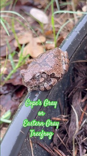 Backyard Buddy | Cope’s Gray or Eastern Gray Tree Frog | TX 9a USDA Garden Zone