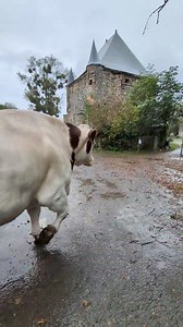 710K views · 16K reactions | Traversée de plus de 11 minutes, portail à portail... On traverse la cour pour aller dans le pré derrière la maison où se trouvent leurs deux grands dortoirs pour la nuit, au sec, et garnis de foin. Donc non, je ne les laisse pas sous la pluie ! Et si la traversée est si longue, c'est de leur faute, pas la mienne. Et enfin, moi aussi je suis sous la pluie et m'en passerais bien ! | La Cour des Aulnays | Facebook
