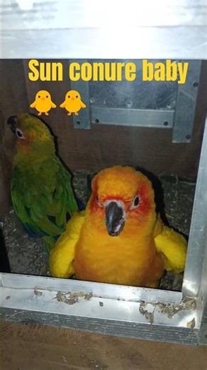 very sweet#sunconure baby🐥#birds#conure#newborn#parrot#viralvideo#trending#pets#love#coloring#pakhi