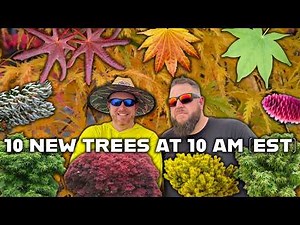 10 Rare Trees for Small Spaces: Japanese Maples & Conifers You'll Love!