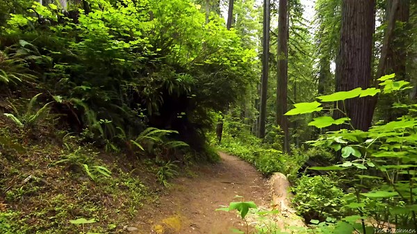 Hiking James Irvine Trail – Prairie Creek Redwoods State Park (4K)