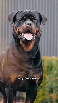 Quick guide: How to train a Rottweiler? 🐶 #dog #rottweiler #pet #guarddog