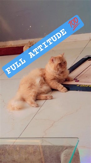 My Cat Has Serious Attitude 😾 #Cat #CatShorts #AngryCat #CatAttitude #FunnyCat #OrangeCat #swag
