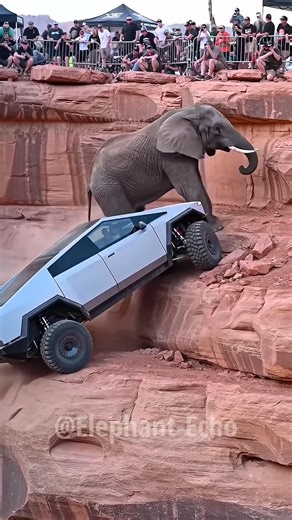 155K views · 938 reactions | Elephant Echo - Elephant push out Cybertrack | Denwo | Facebook