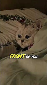 How Cats Say Their Final Goodbye 💔🐾