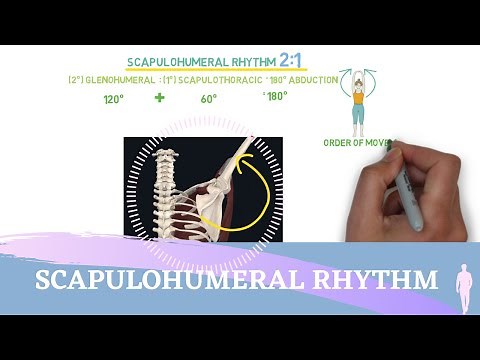 Scapulohumeral Rhythm Simple Animation I Shoulder Kinesiology