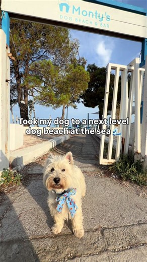 Monty’s dog beach adventure in Slovenia