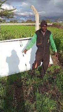 Intergrating solar power into modern farming to cut cost on power bills #farmpower #sustainable
