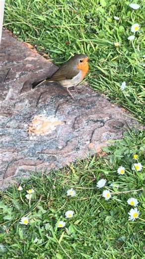 ❤️ Mr. Robin’s Morning Feast with Blackbird’s Song 🎵