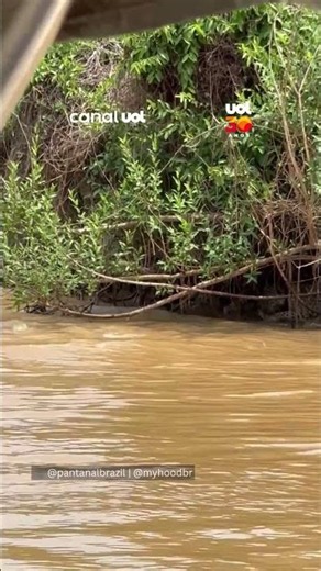 Registro raro mostra tensão entre onça, jacaré e ariranhas no Pantanal