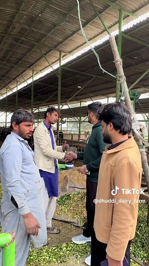 Exploring Dhudi Dairy Farm Experience