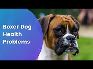 Boxer Dog Health Problems - How to Care for Your Boxer