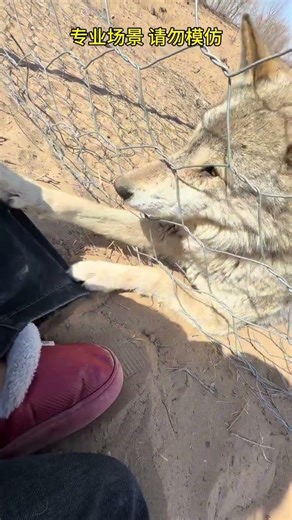 The Wolf King's Unwilling Hold on My Pants: A Haunting Encounter!ChineseUrbanLegends Super