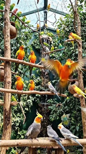 mixed birds aviary