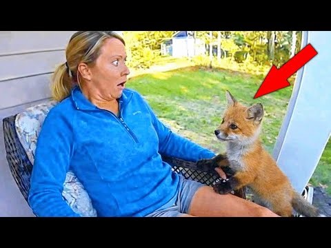 Baby Fox Was Lost in the Forest Before a Girl Found Her !