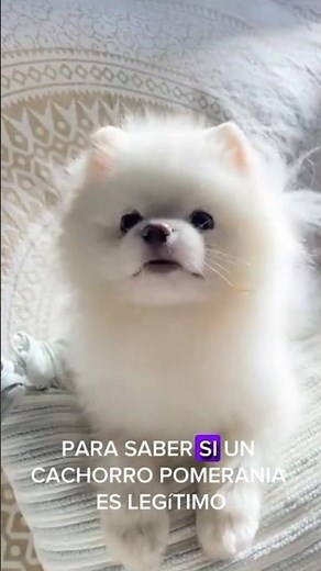 How to IDENTIFY a Purebred Pomeranian Puppy: TIPS AND TRICKS 🐶