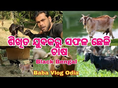 ଶିଖିତ ଯୁବକରୁ ସଫଳ ଛେଳି ଚାଷ | desi black bengal farming | Black bengal
