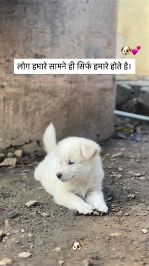 Swetty 🐶👀 on Instagram: "💕🐶"