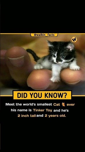 Meet Tinker Toy - the smallest cat