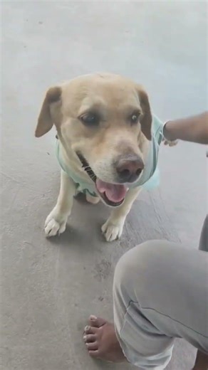 I love wearing clothes #labrador #viralpup #viralpets #viralshorts #doggielife #dogsofinstagram #dog