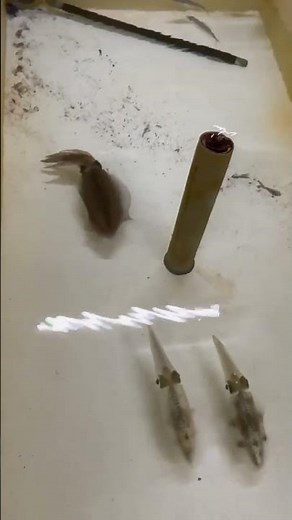 去年1年だけで約1150万回再生されたアオリイカ飼育動画。展示は全国でも極めて珍しく、水族館でも数館のみ。人気は凄まじく水槽が取囲まれることも。これはアオリイカ聖地ならでは。
