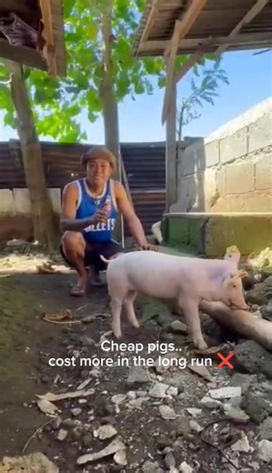 Pig raising tip most ignore… #FarmLife #PigFarming #RealTalk | Brian Jeck