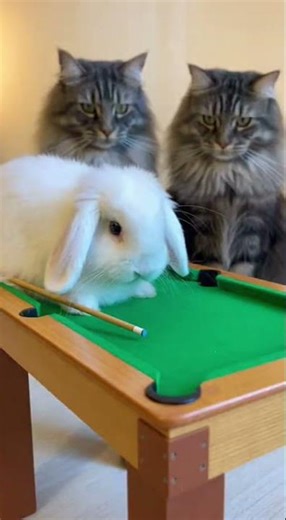 Mini Billiards Showdown: Dwarf Rabbits Play Pool While Cats Watch #funny #animal