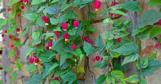 Abutilon : comment planter et entretenir cet arbuste ?