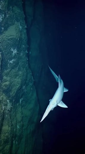 🦈 A living fossil drifts through a shadowed ocean canyon. | 𝙱𝚘𝚔𝚔𝚞𝚔