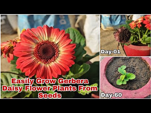 How To Grow Gerbera Daisy Flower Plants From Seeds With Updates
