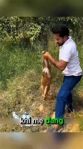 Chàng Trai Cứu Chú Khỉ Con Đang Ôm Xác Mẹ #thếgiớiđộngvật #animals