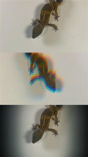 Black Night Bandit Leopard Gecko's #shorts