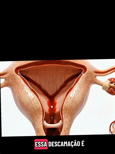 O ciclo menstrual visto por dentro! 🩸 ​Do
