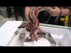 Unboxing Female Red Bull Blood Python!