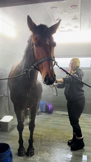 #mayastable #прогулянкинаконях #frisianhorse #stablediffusion #stableronaldo