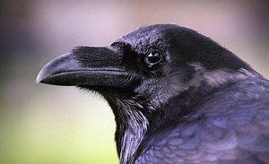 Ravens Remember People Who Have Wronged Them, Study Says