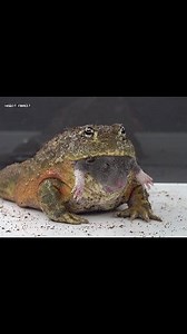 Giant Fat Bullfrog Eats Black Rat | Insect Forest