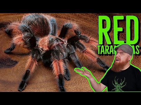 Top 10 RED Tarantulas that YOU NEED!