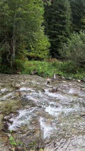 Izvorul Negru,muntii Rodnei. #forestwhispers #valleywater