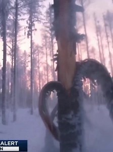 136K views · 424 reactions | Exploding Trees in Minnesota & Michigan!? Extreme cold, with temperatures in the minus double digits and wind chills near -40°F in Minnesota and Michigan, freezes sap inside trees, causing it to expand by about 9% and split the bark with pops like gunshots.  礪 | House of Rothschilds | Facebook