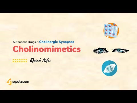 Autonomic Drugs and Cholinergic Synapses | Cholinomimetics