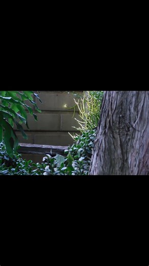 Fell Off the Perch… Climbs Back Like a Pro 🦉💪