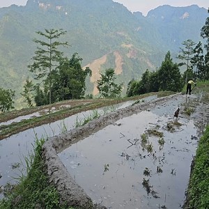 48K views · 1.5K reactions | Cover the field embankment. Harvest squash at the farm and bring back chopped bananas to let them ripen. | Kayden Valencia | Facebook